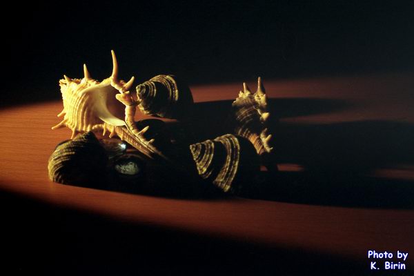 � ����� �� ���������� :)